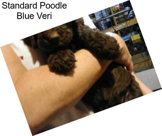 Standard Poodle Blue Veri