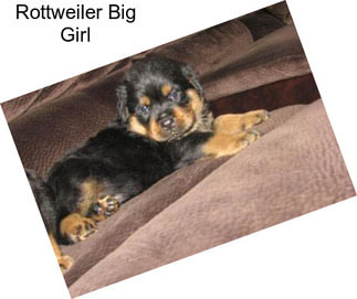 Rottweiler Big Girl