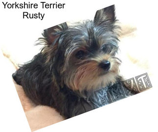Yorkshire Terrier Rusty