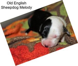 Old English Sheepdog Melody