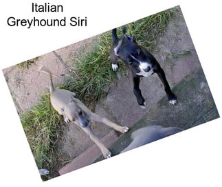 Italian Greyhound Siri
