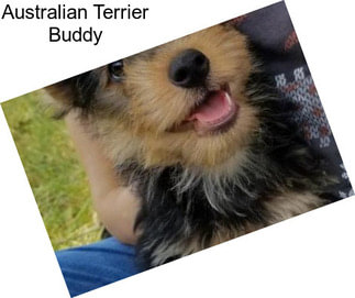 Australian Terrier Buddy