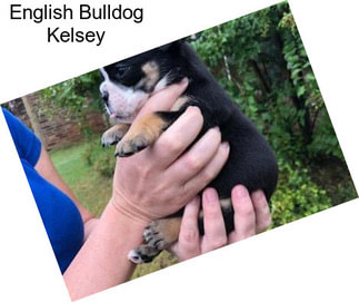 English Bulldog Kelsey