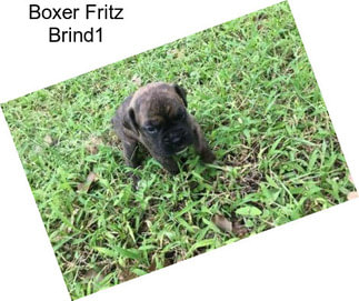 Boxer Fritz Brind1