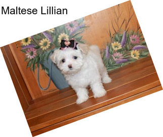 Maltese Lillian