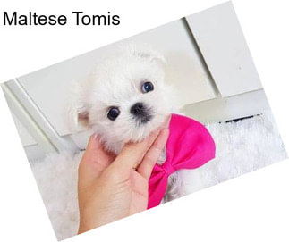 Maltese Tomis