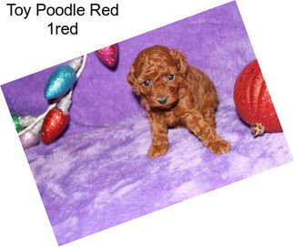 Toy Poodle Red 1red