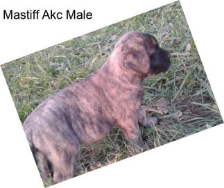 Mastiff Akc Male