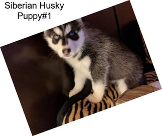 Siberian Husky Puppy#1