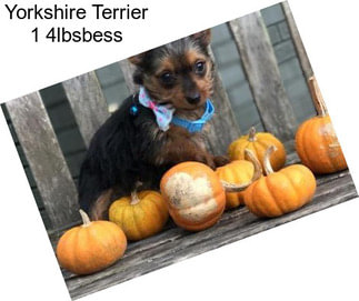 Yorkshire Terrier 1 4lbsbess