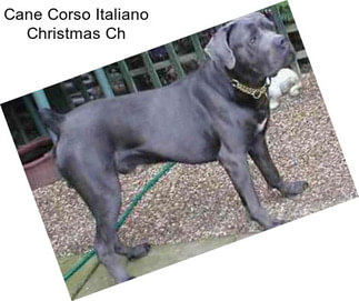 Cane Corso Italiano Christmas Ch