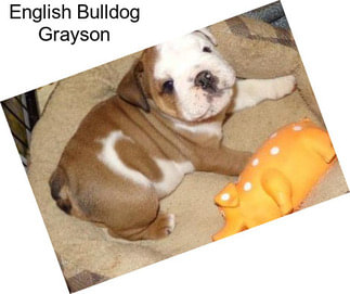 English Bulldog Grayson