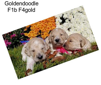 Goldendoodle F1b F4gold