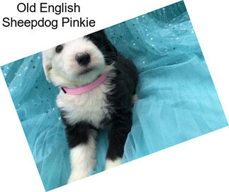 Old English Sheepdog Pinkie