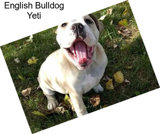 English Bulldog Yeti
