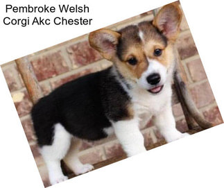 Pembroke Welsh Corgi Akc Chester