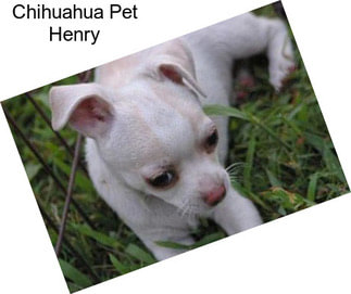 Chihuahua Pet Henry