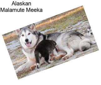 Alaskan Malamute Meeka