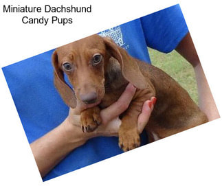 Miniature Dachshund Candy Pups