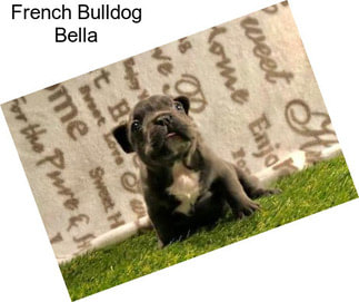 French Bulldog Bella