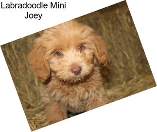 Labradoodle Mini Joey