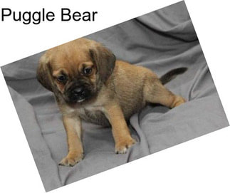 Puggle Bear