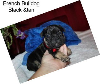French Bulldog Black &tan
