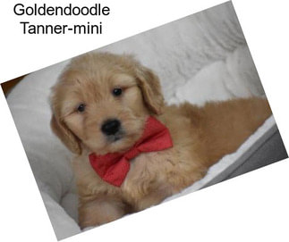 Goldendoodle Tanner-mini