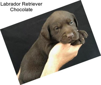 Labrador Retriever Chocolate