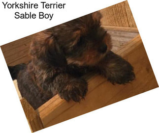 Yorkshire Terrier Sable Boy