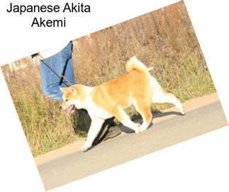 Japanese Akita Akemi