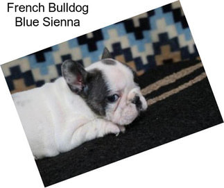 French Bulldog Blue Sienna