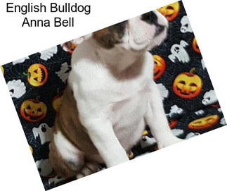 English Bulldog Anna Bell