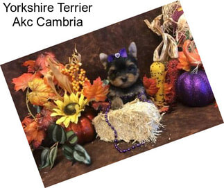 Yorkshire Terrier Akc Cambria