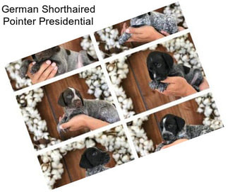 German Shorthaired Pointer Presidential