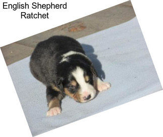 English Shepherd Ratchet