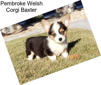 Pembroke Welsh Corgi Baxter