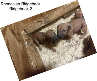 Rhodesian Ridgeback Ridgeback 2