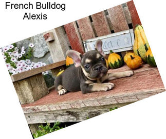 French Bulldog Alexis