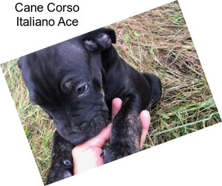 Cane Corso Italiano Ace