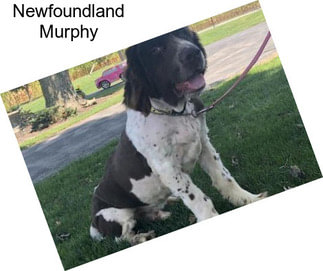 Newfoundland Murphy