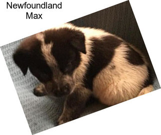 Newfoundland Max