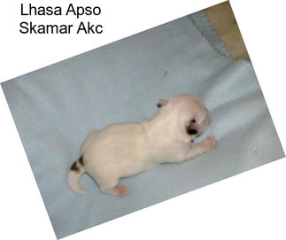 Lhasa Apso Skamar Akc