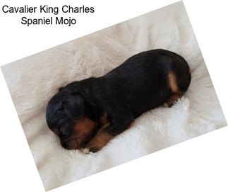 Cavalier King Charles Spaniel Mojo