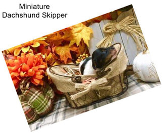 Miniature Dachshund Skipper