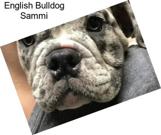 English Bulldog Sammi