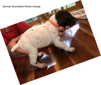 German Shorthaired Pointer Orange