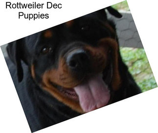 Rottweiler Dec Puppies