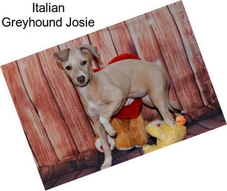 Italian Greyhound Josie