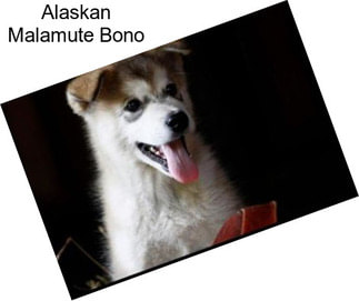 Alaskan Malamute Bono